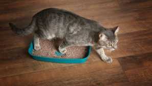 Kako odstraniti peklenkovo ​​pladenj: 4 dokazana ljudska sredstva